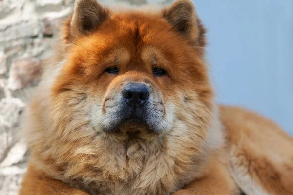 Brązowy chow-chow, chiński pies — Zdjęcie stockowe