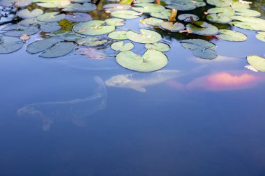 pond with koi carp, close-up