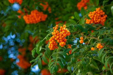 Red rowan berries or mountain ash on the tree. Background