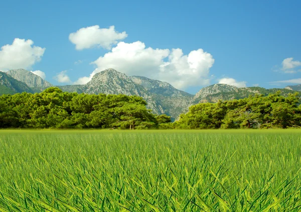 Grünes Gras — Stockfoto