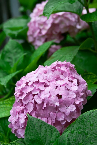 Rózsaszín hortensia — Stock Fotó