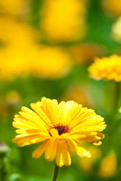 Gerber flor con gotas de agua — Foto de Stock
