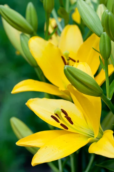 黄色のユリの花 — ストック写真