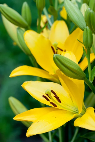 Yellow lily flowers — Stock Photo, Image