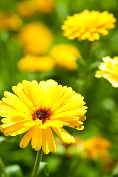 Fiore di gerbero giallo — Foto Stock