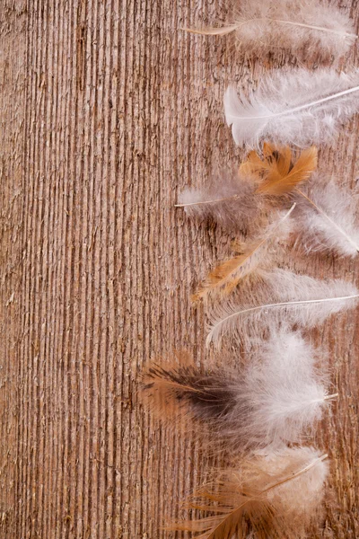 Feathers on wooden background — Stock Photo, Image