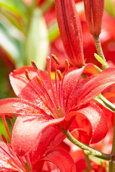 Virágok piros lilly — Stock Fotó