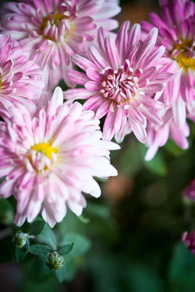 アスターのピンクの花 — ストック写真