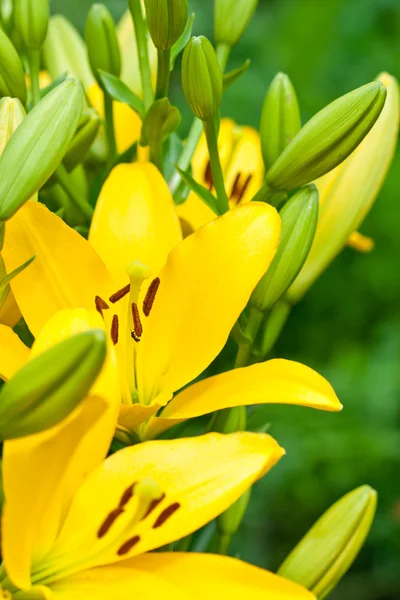 Fiori di giglio giallo — Foto Stock