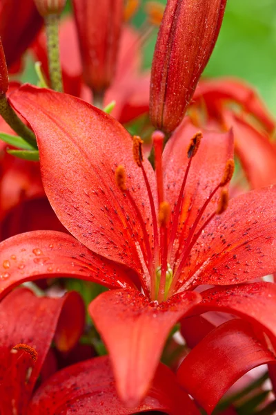 Rote Lilienblüten — Stockfoto