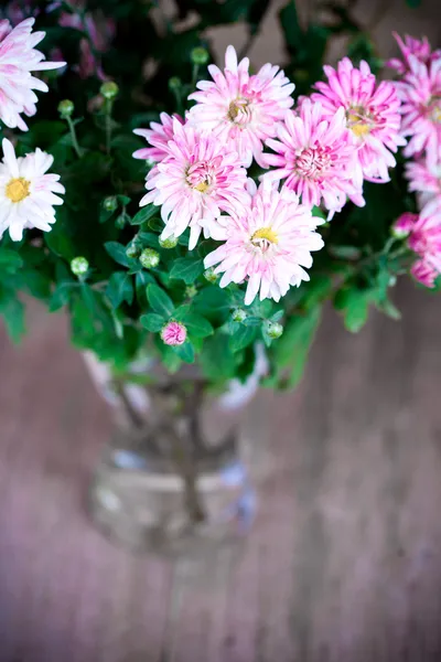 Crisantemo rosa en jarrón de vidrio —  Fotos de Stock