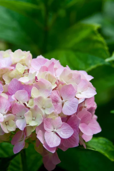 Fiore di ortensia — Foto Stock