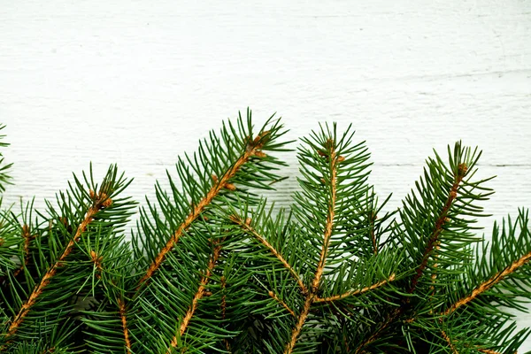 Fir tree on white wooden board — Stock Photo, Image