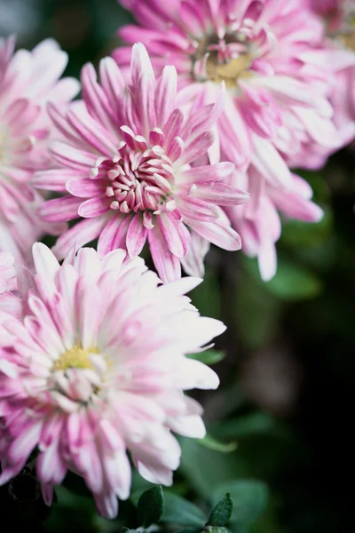 菊のピンクの花 — ストック写真