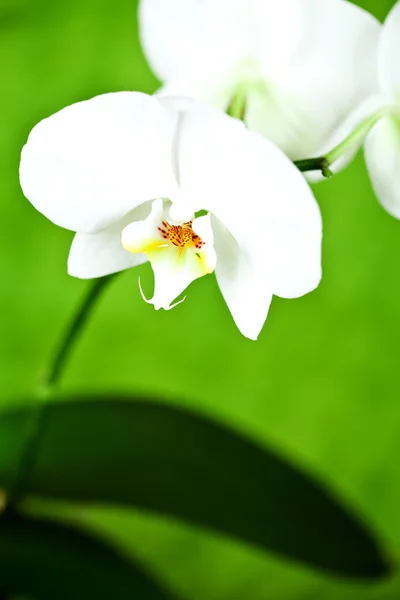 Branch of white orchid — Stock Photo, Image