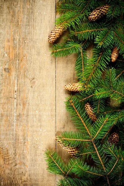 Pinecones ile Noel köknar ağacı — Stok fotoğraf