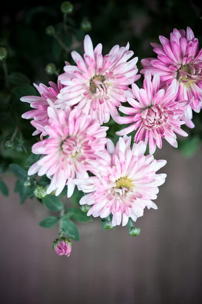 Pink flowers of chrysanthemum — Stock Photo, Image