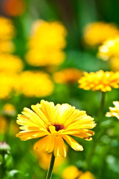 Fiore di gerbero giallo con gocce d'acqua — Foto Stock