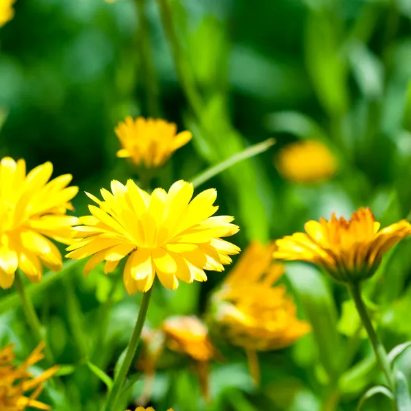 Gele gerber bloemen — Stockfoto