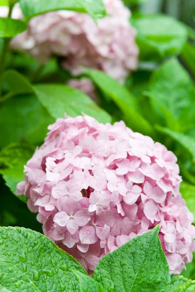 Rosa Hortensie — Stockfoto