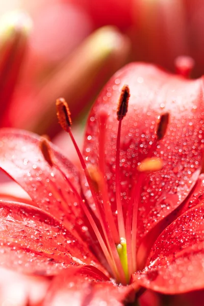 水の滴をリリー花 — ストック写真