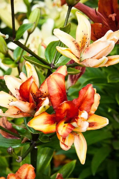 Lilly flowers in the garden — Stock Photo, Image