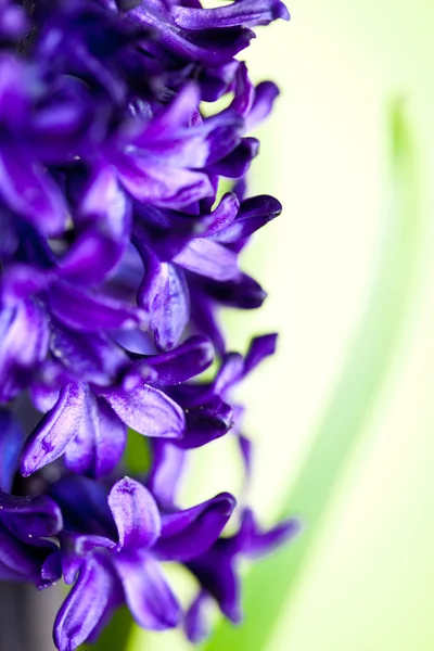 Blue hyacinth — Stock Photo, Image