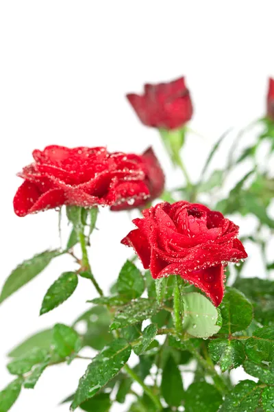 Rosas vermelhas com gotas de água — Fotografia de Stock
