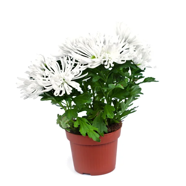 Chrysanthemum flower — Stock Photo, Image