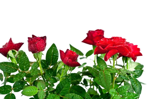 Rose rosse con gocce d'acqua — Foto Stock