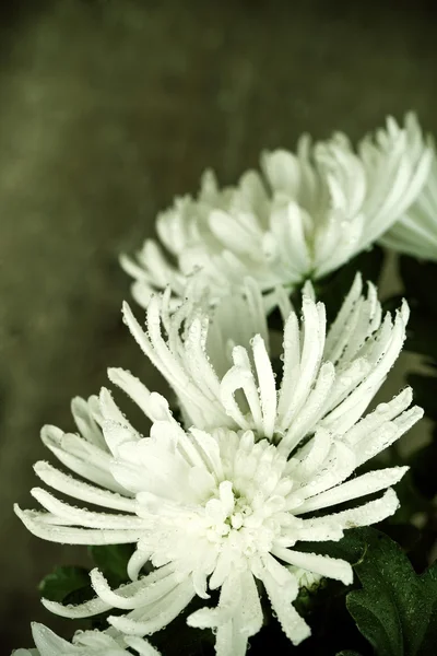 Crisantemo con gotas de agua —  Fotos de Stock