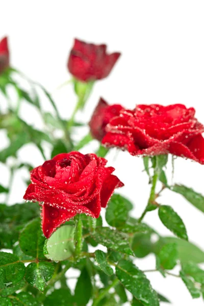 Rose rosse con gocce d'acqua — Foto Stock