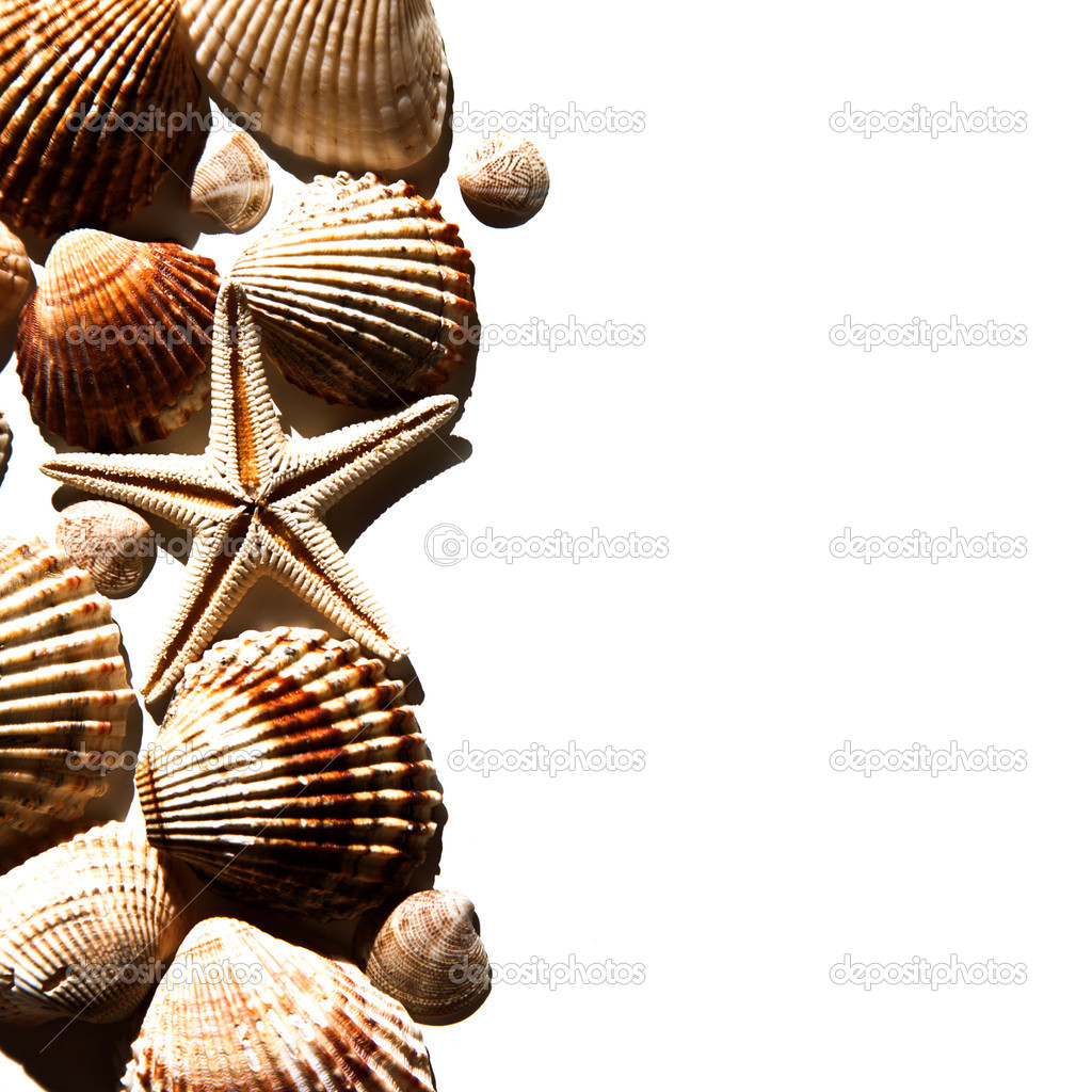 sea shells and star