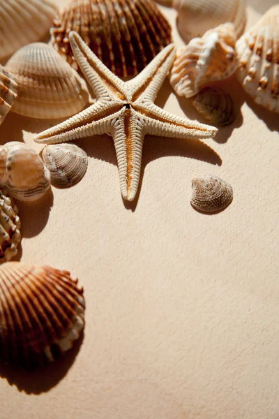 Sea shells and star — Stock Photo, Image