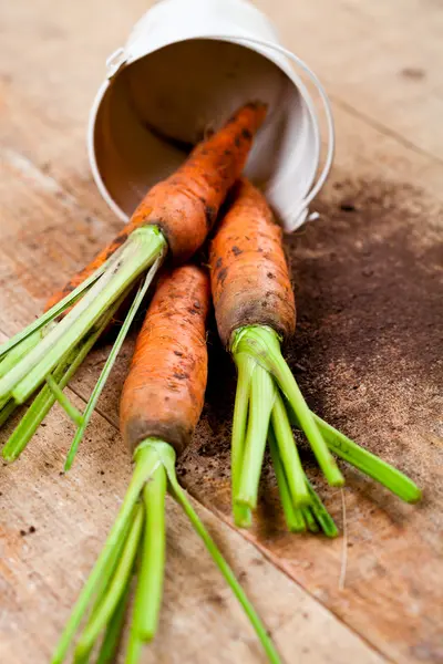 Fresh carrots bunch and bucket — Stock Photo, Image