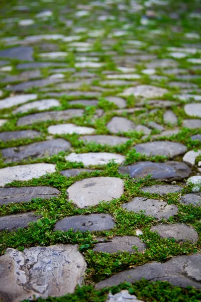 Cobbles with moss on a pavement — Stock Photo, Image