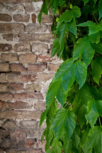 Hiedra creciendo en la pared de ladrillo viejo —  Fotos de Stock