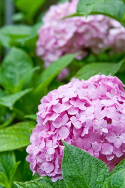 pembe hortensia
