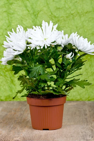 Chrysanthemum flower plant — Stock Photo, Image