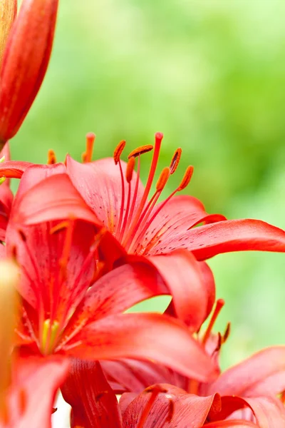 水の滴を赤いリリー花 — ストック写真