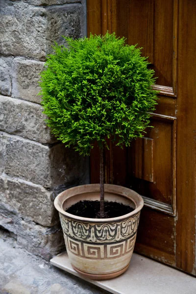 Régi bejárati ajtó és a növény — Stock Fotó