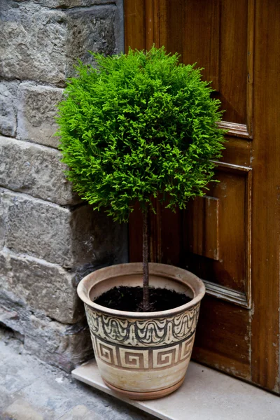 Porta de entrada velha e planta — Fotografia de Stock