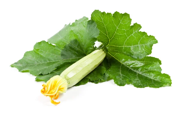 Frische Zucchini mit grünen Blättern — Stockfoto