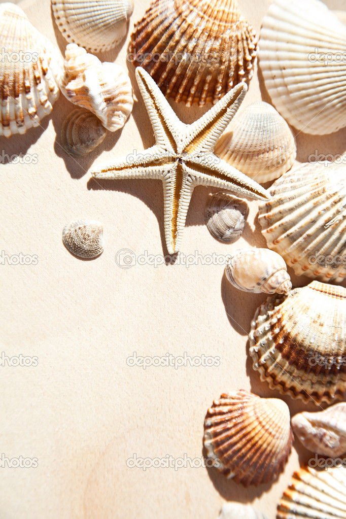 sea shells and star