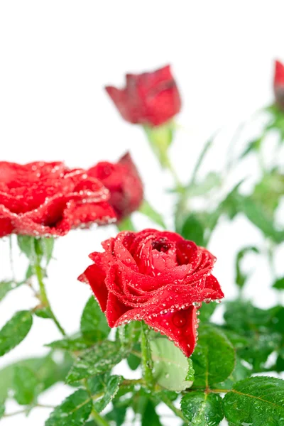 水滴付きの赤いバラ — ストック写真