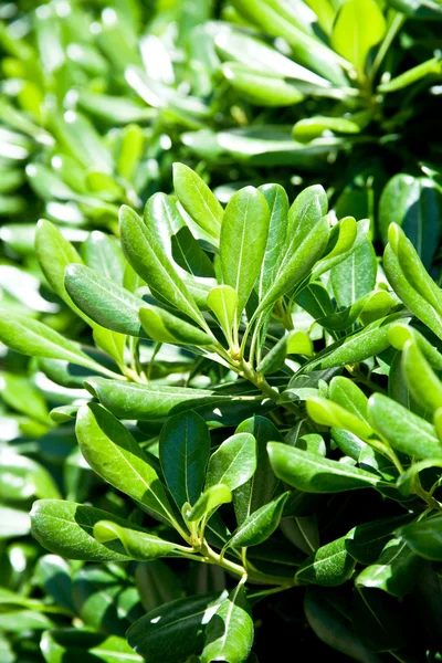 Green leaves background — Stock Photo, Image