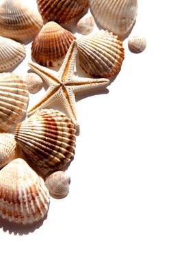 sea shells and star