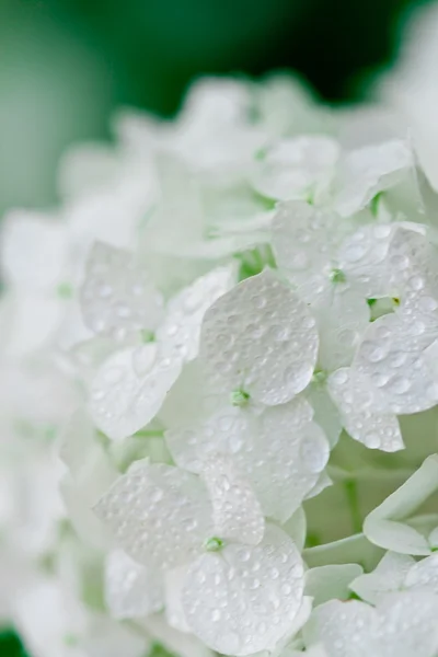 Hortênsia branca com gotas de água — Fotografia de Stock