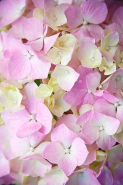 pembe ortanca
