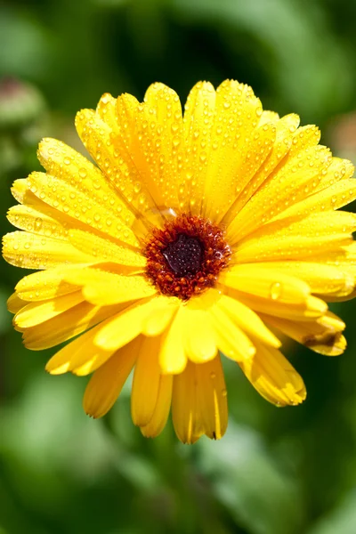 Fiore di gerbero giallo con gocce d'acqua — Foto Stock